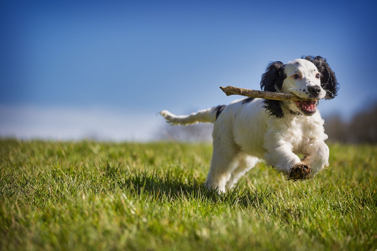 Dog catching frisbee