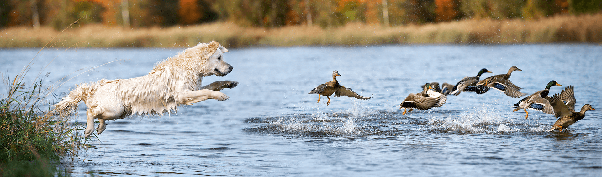 Dog-with-Ducks