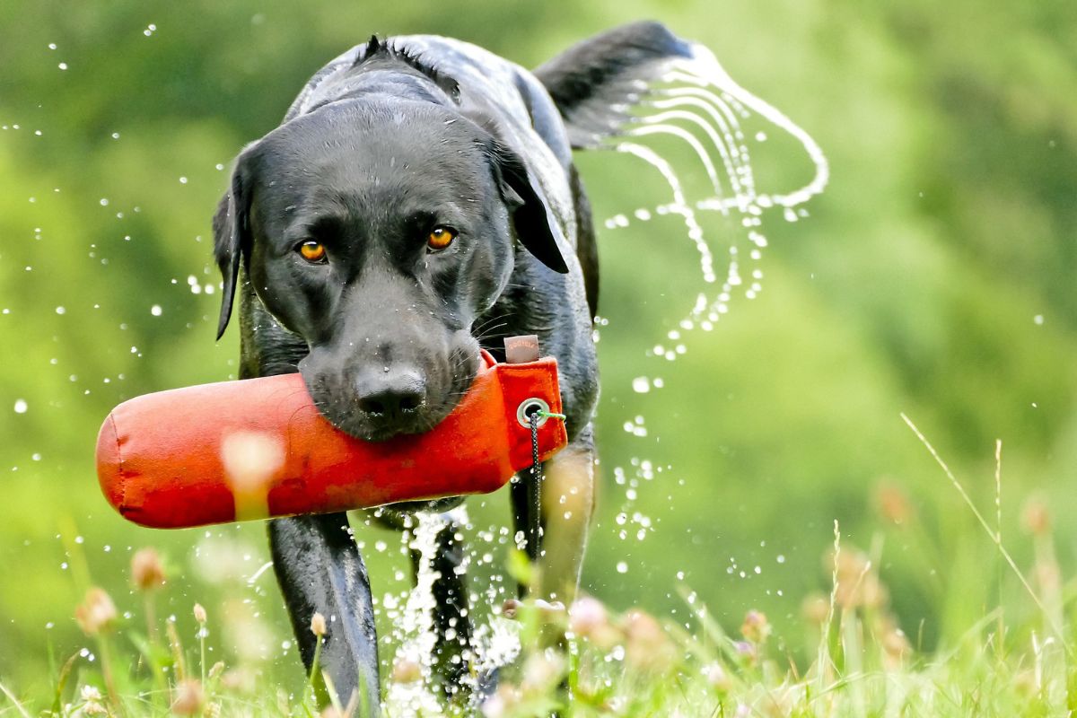 Dog catching frisbee