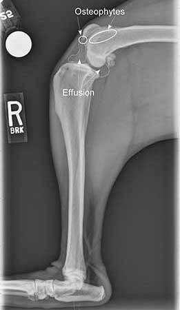Radiograph-ACL