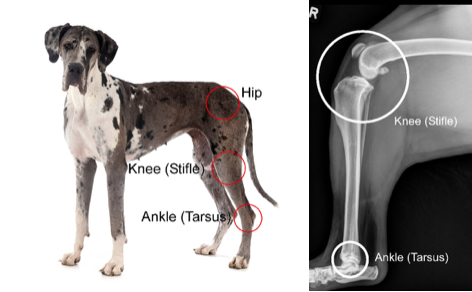 Dog Ankle Scan